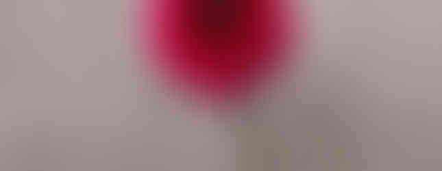 small rose dahlia flower seedling