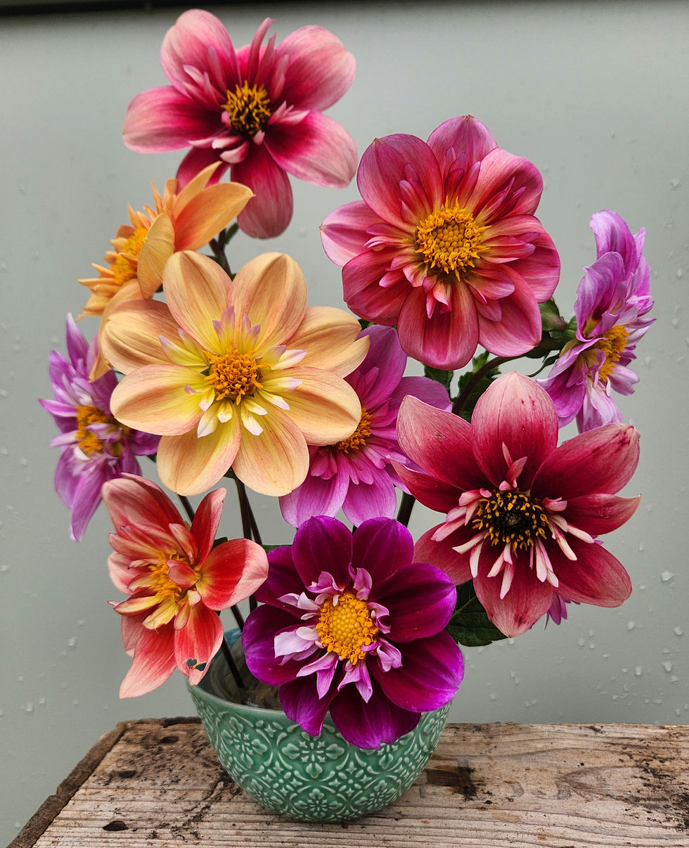 Thumbnail: Collarette Cocktail Dahlia Seeds