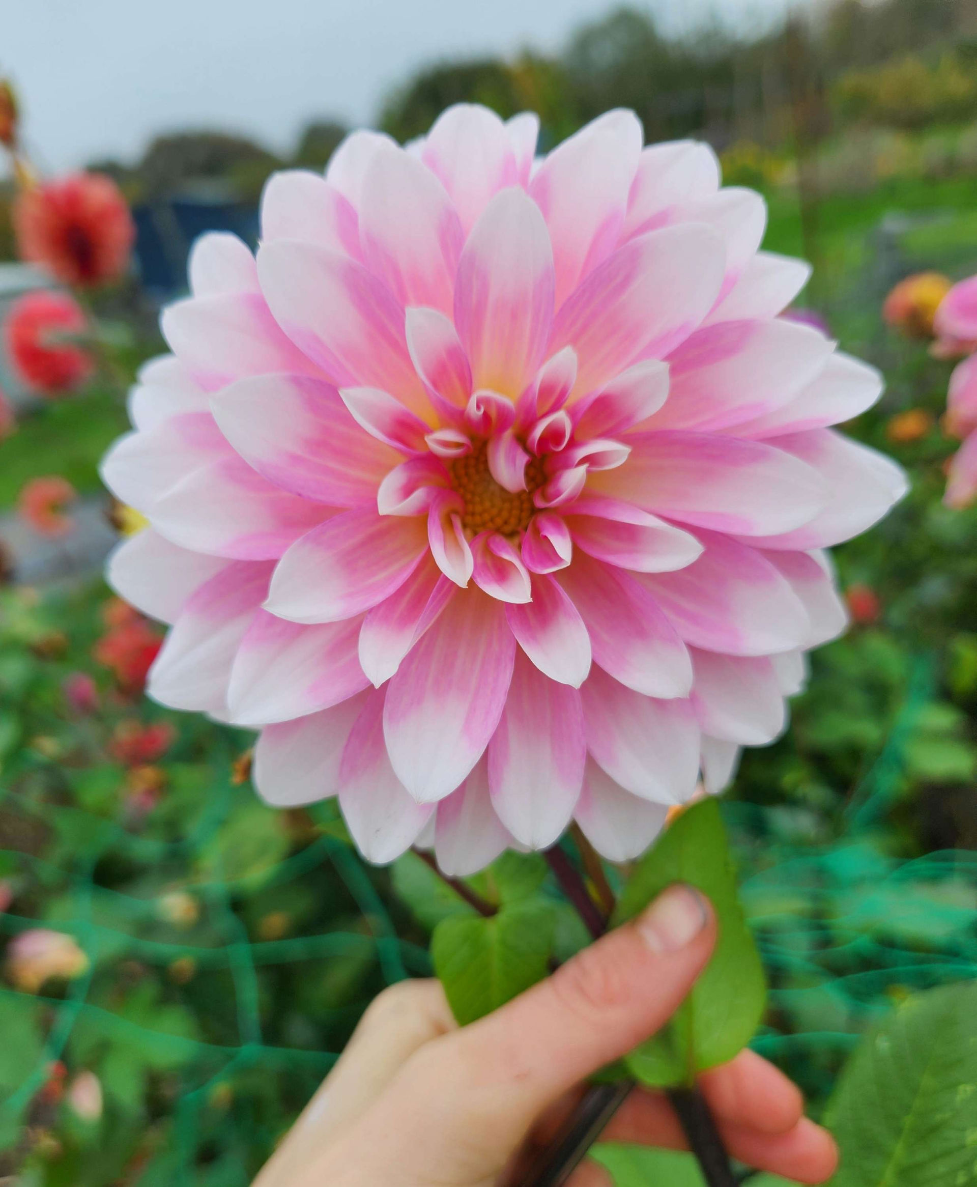 dahlia flower seedling