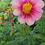 Thumbnail: Flutterby Dahlia Seeds