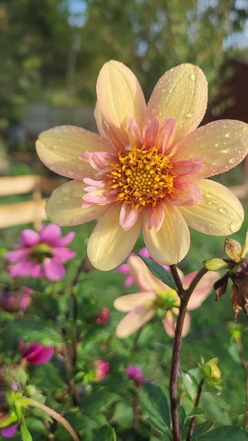 Thumbnail: Flutterby Dahlia Seeds