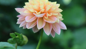 The Secret to Beautiful Dahlias from Seed