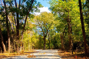 Big trees front group 4_2 (1 of 1).jpg