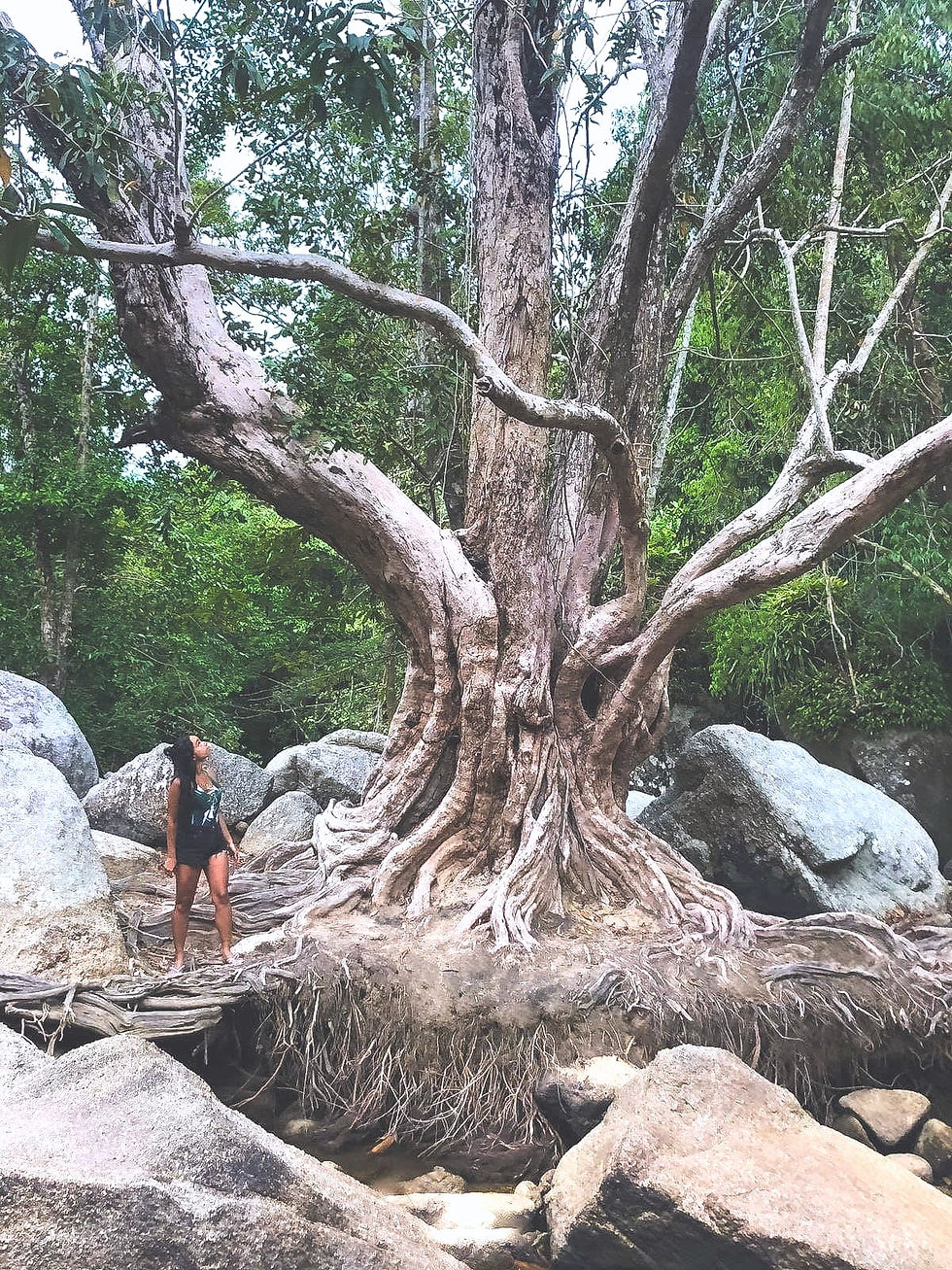 woman at a forest tree