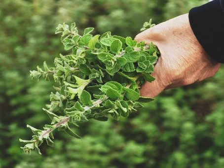 Greek Wild Oregano
