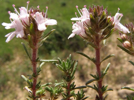 Thymus loscosii