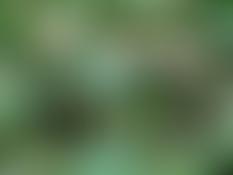 PSATHYRELLA GRACILIS