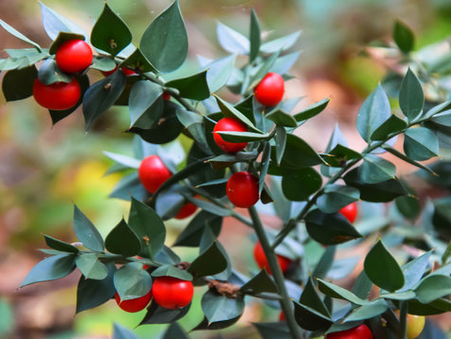 Ruscus Aculeatus