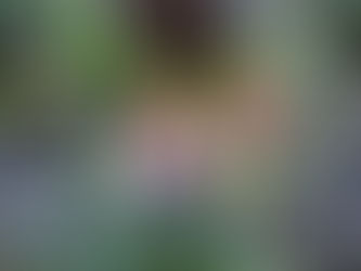 LAS ORQUÍDEAS MÁS RARAS DEL MUNDO