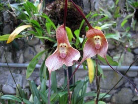 LAS ORQUÍDEAS MÁS RARAS DEL MUNDO
