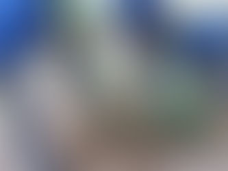 Transplante de Juniperus