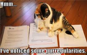 Lawyer cat