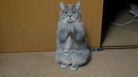 Gato gif (borrar).gif