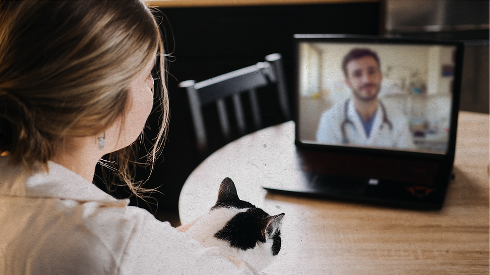 Mulher com um gato no colo em uma chamada de vídeo com um médico