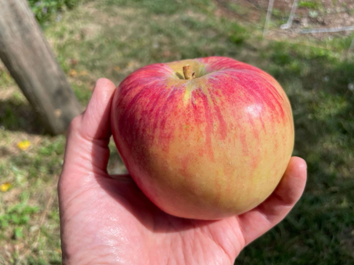 Apple 'Alexander'