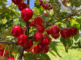 Screenshot 2025-11-29 at 1.09.27 pm.png