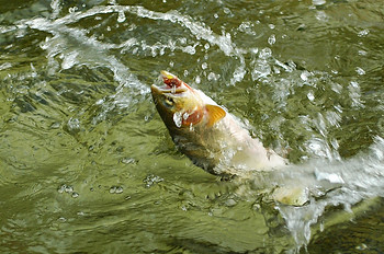 Westslope Fury - Westslope Cutthroat Trout, Idaho Panhandle
