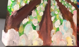 Cotton