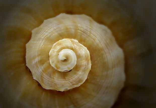 seashell-754014_1920.jpg