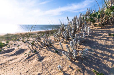 Immortelles des dunes à Messanges. Photographie d'art des Landes, Cliché Salé.