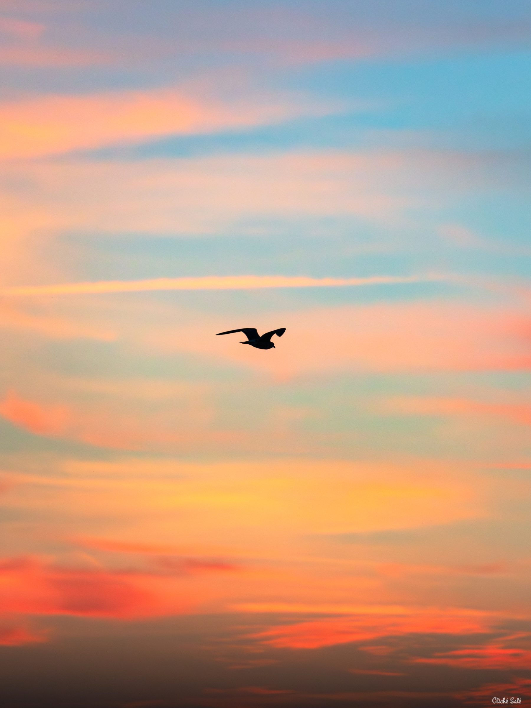 Vol du Soir – Oiseau au crépuscule – Messanges – Portrait