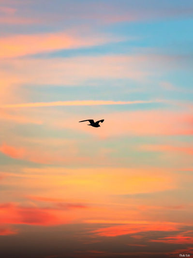 Oiseau au crépuscule à Messanges. Photographie d'art des Landes, Cliché Salé.