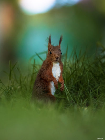 Écureuil roux à Soustons. Photographie d'art des Landes, Cliché Salé.
