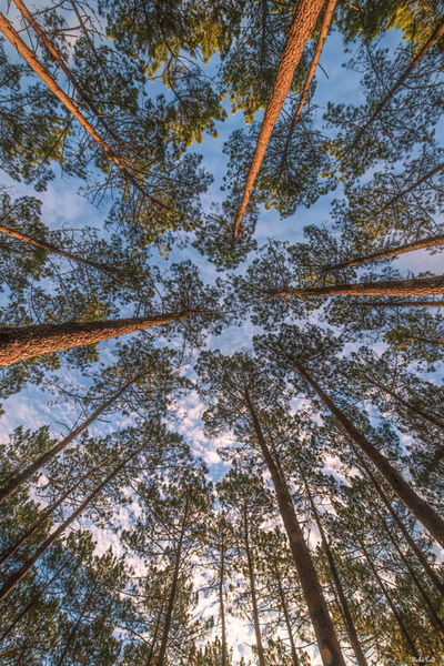 Canopée de pins à Saint-Girons. Photographie d'art des Landes, Cliché Salé.