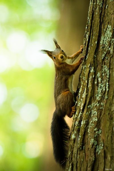 Écureuil roux à Soustons. Photographie d'art des Landes, Cliché Salé.