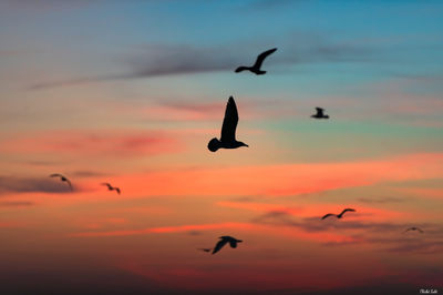 Mouettes au coucher de soleil à Messanges. Photographie d'art des Landes, Cliché Salé.