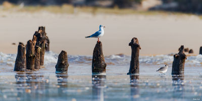 Mouette et vieux pieux au Courant d'Huchet. Photographie d'art des Landes, Cliché Salé.