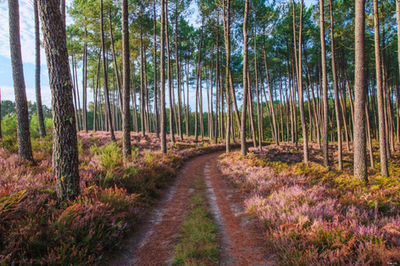 Forêt landaise à Saint-Girons. Photographie d'art des Landes, Cliché Salé.
