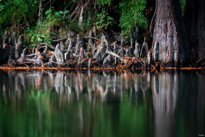 Rivage au Courant d'Huchet. Photographie d'art des Landes, Cliché Salé.