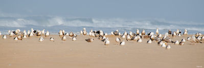 Mouettes sur la plage au Courant d'Huchet. Photographie d'art des Landes, Cliché Salé.
