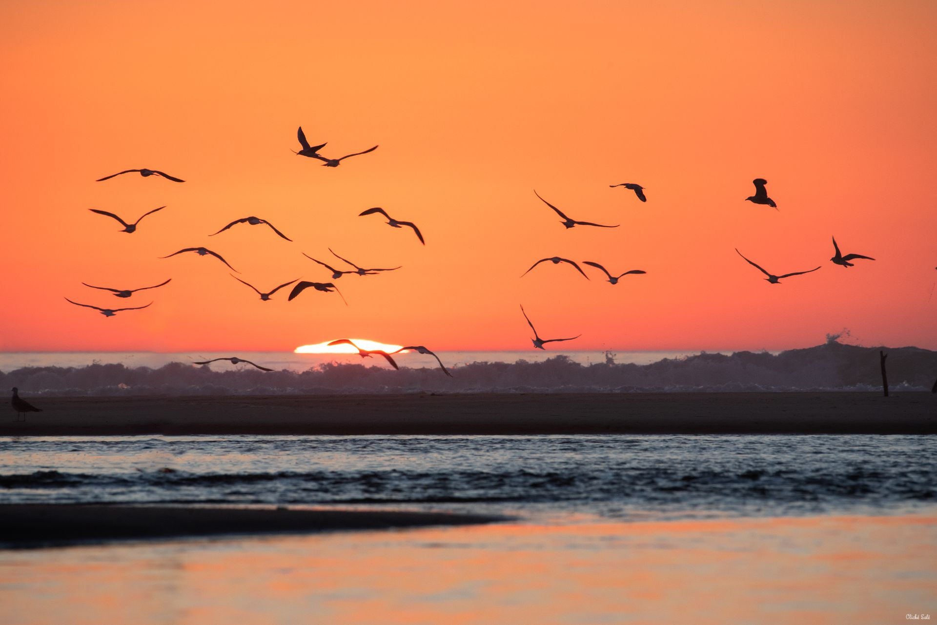 Vol d’oiseaux au coucher de soleil