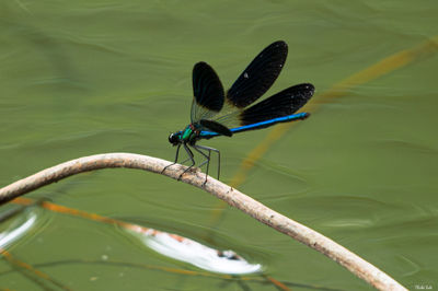Libellule bleue au Lac de Léon. Photographie d'art des Landes, Cliché Salé.
