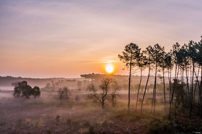 Pinède au lever du jour à Messanges. Photographie d'art des Landes, Cliché Salé.