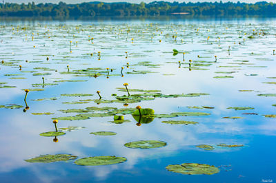 Reflets du ciel au Lac de Léon. Photographie d'art des Landes, Cliché Salé.