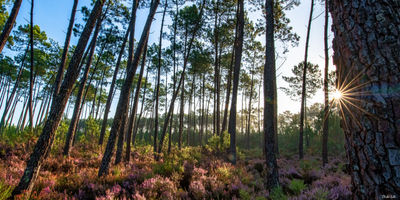 Sous-bois landais à Soustons. Photographie d'art des Landes, Cliché Salé.