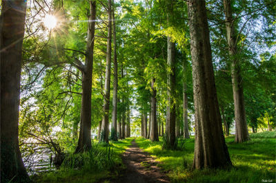 Sous-bois à Soustons. Photographie d'art des Landes, Cliché Salé.
