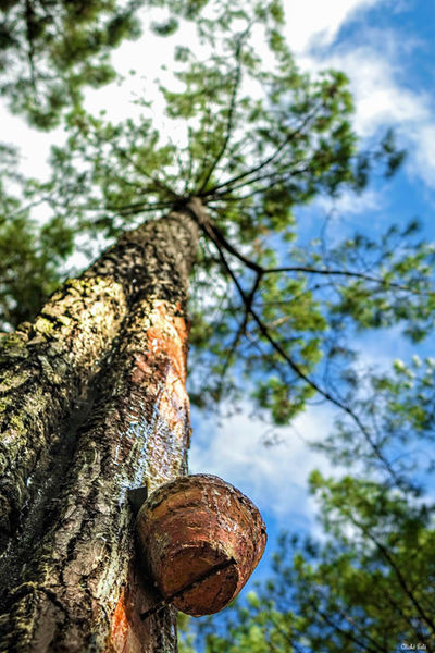 Pin des Landes à Soustons. Photographie d'art des Landes, Cliché Salé.