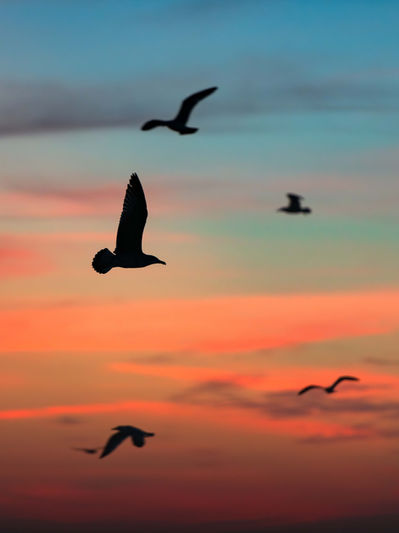 Mouettes au coucher de soleil à Messanges. Photographie d'art des Landes, Cliché Salé.