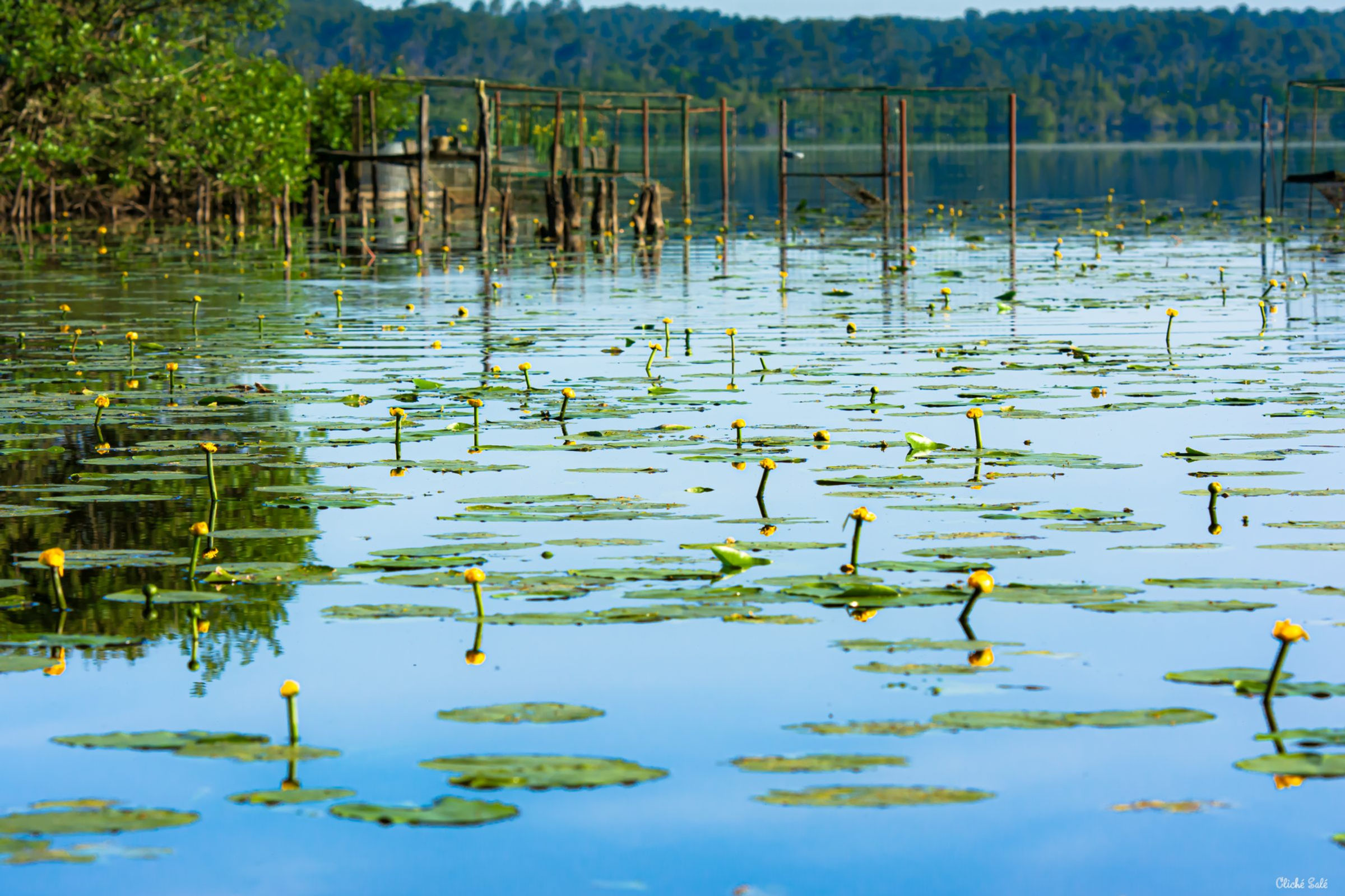Nénuphars – Rive du lac – Lac de Léon