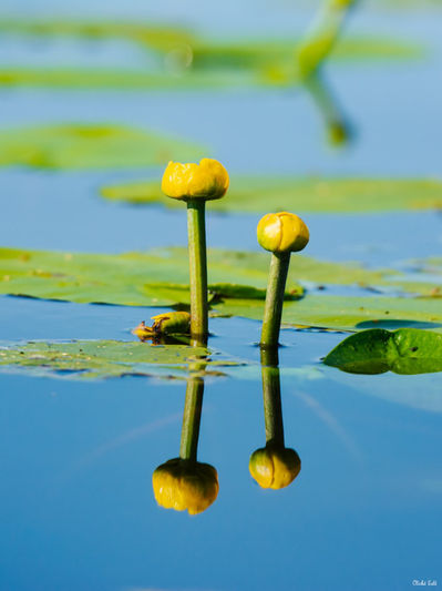 Nénuphars au Lac de Léon. Photographie d'art des Landes, Cliché Salé.