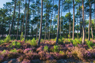 Sous-bois landais à Soustons. Photographie d'art des Landes, Cliché Salé.