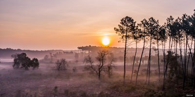 Pinède au lever du jour à Messanges. Photographie d'art des Landes, Cliché Salé.