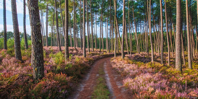 Forêt landaise à Saint-Girons. Photographie d'art des Landes, Cliché Salé.