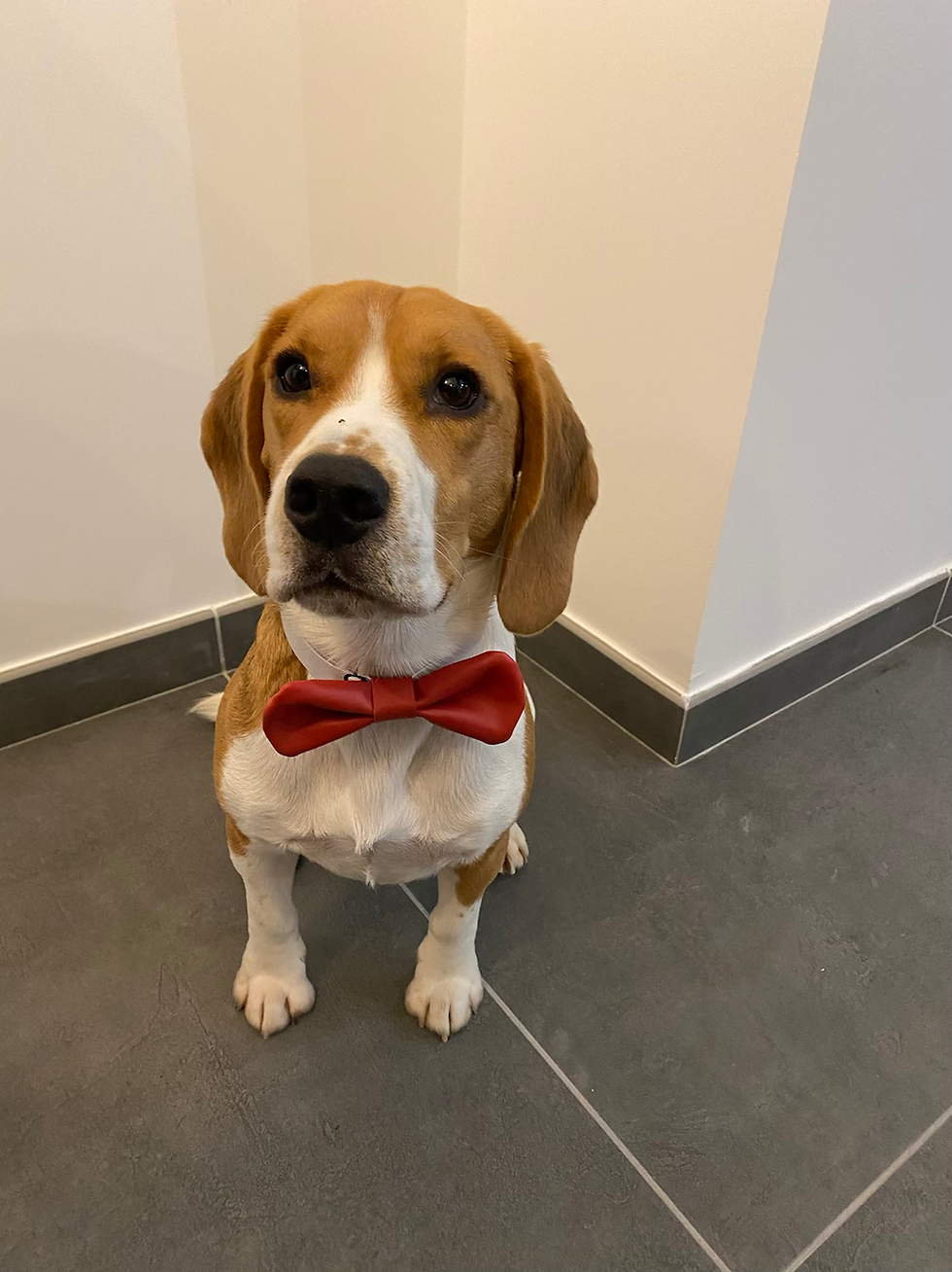 Miniatura: noeud papillon en cuir