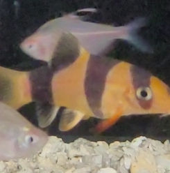 Screenshot_20210120-000039_Video Editor.