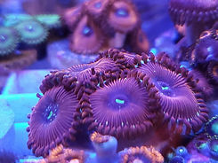 101301095_10158404104936055_106141975610